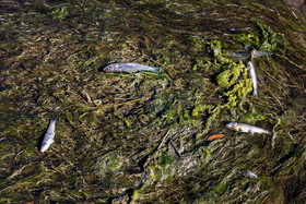 تلف شدن ماهی های رودخانه اهرچای شهرستان اهر- آذربایجان شرقی