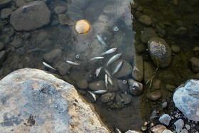 تلف شدن ماهی های رودخانه اهرچای شهرستان اهر- آذربایجان شرقی