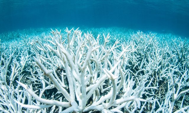 توافق پاریس تنها راه حفظ صخره‌های مرجانی است