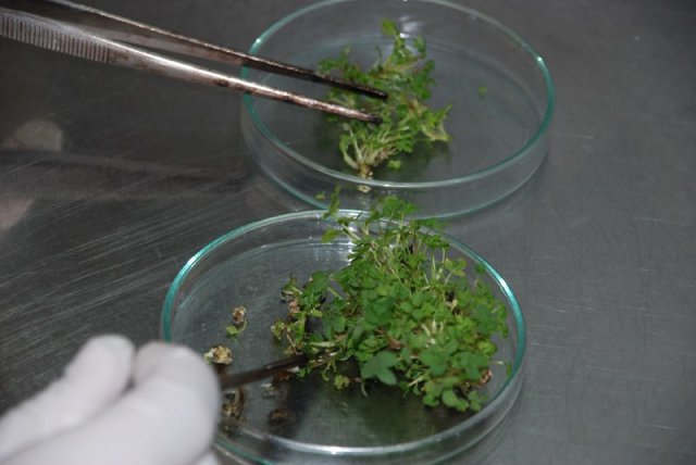 تولید انبوه گل محمدی در محیط آزمایشگاه 