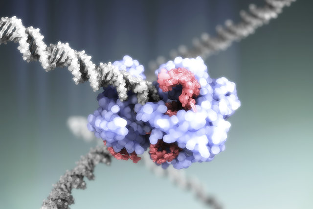 ویرایش ژن جنین انسان برای اولین بار در آمریکا c0366826-crispr-cas9_gene_editing_complex_illustration-spl.jpg