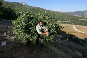 زندگی متفاوت یک «گالش»