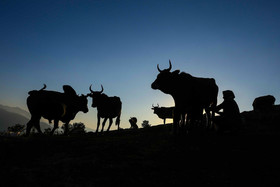 زندگی متفاوت یک «گالش» 6 پایگاه خبری ججین زندگی متفاوت یک «گالش»