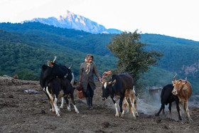زندگی متفاوت یک «گالش» 14 پایگاه خبری ججین اعضای خانواده «گالش» در کلیه امور کمک میکنند.