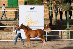 هشتمین جشنواره زیبایی اسب اصیل عرب