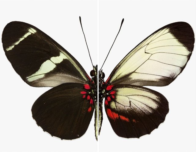 تغییر طرح بال پروانه‌ها با اصلاح ژنتیکی+تصاویر