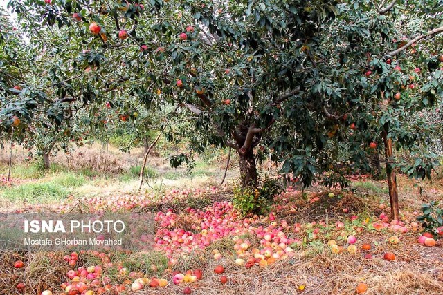 وزارت کشاورزی:

فیلم درختان قطع شده سیب مربوط به ایران نیست