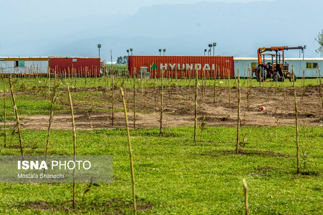 کارگران پتروشیمی در میانکاله همچنان مشغول کارند