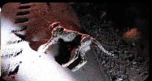 جادهها علیه حیات وحش/ تصادفات عامل ۵۲ درصد از تلفات یوزپلنگ