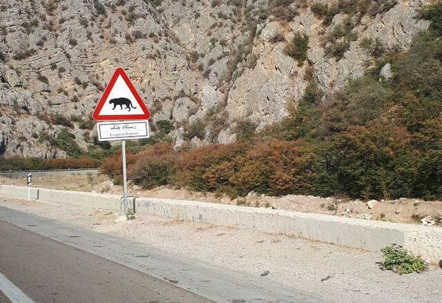 جادهها علیه حیات وحش/ تصادفات عامل ۵۲ درصد از تلفات یوزپلنگ