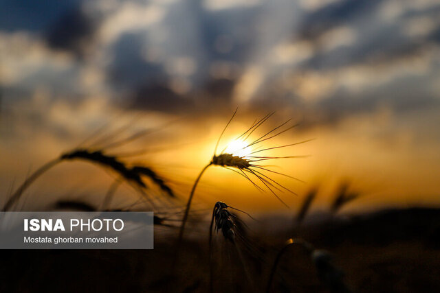 سلام کشاورزی به آینده با شغلهای نوین سلام کشاورزی به آینده با شغلهای نوین