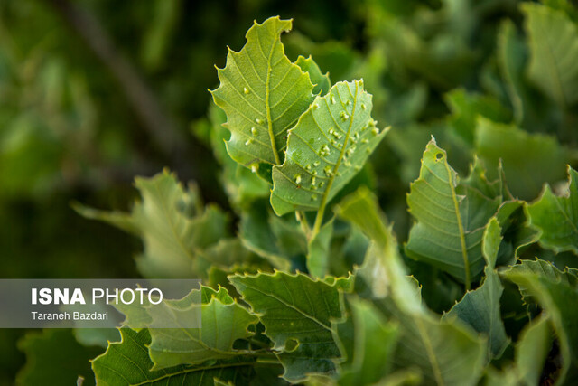 کاتِرپیلارِ برگخوار