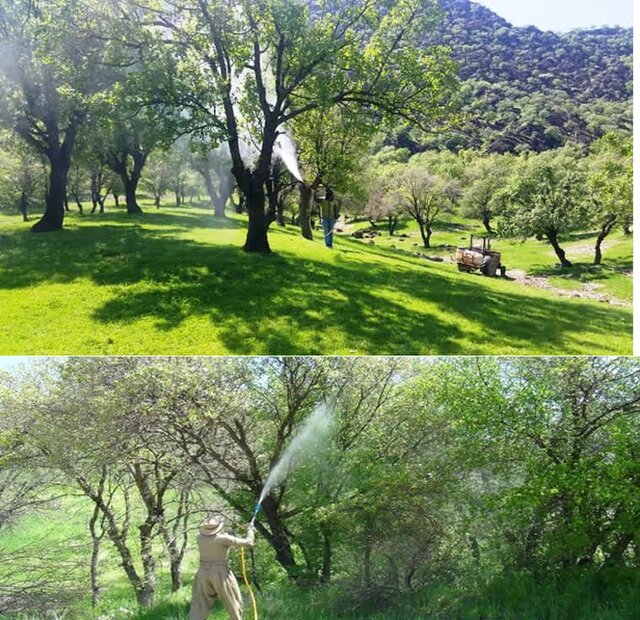 کاتِرپیلارِ برگخوار