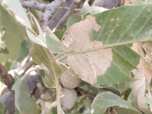 کاتِرپیلارِ برگخوار