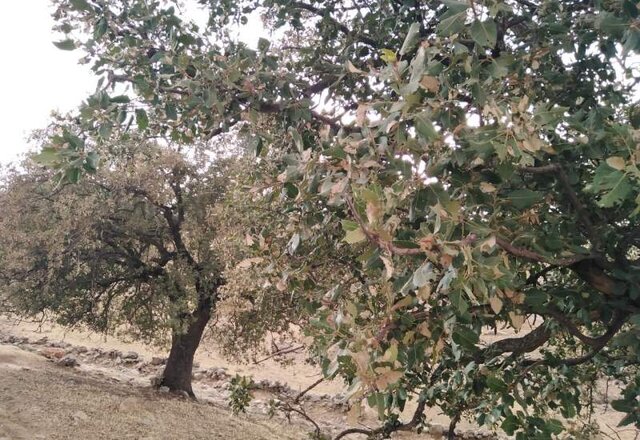 کاتِرپیلارِ برگخوار