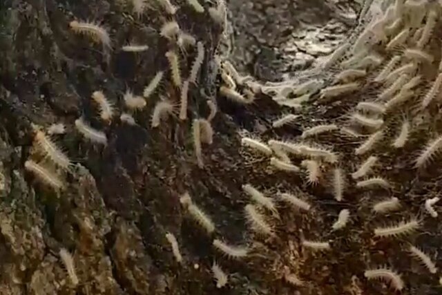 کاتِرپیلارِ برگخوار