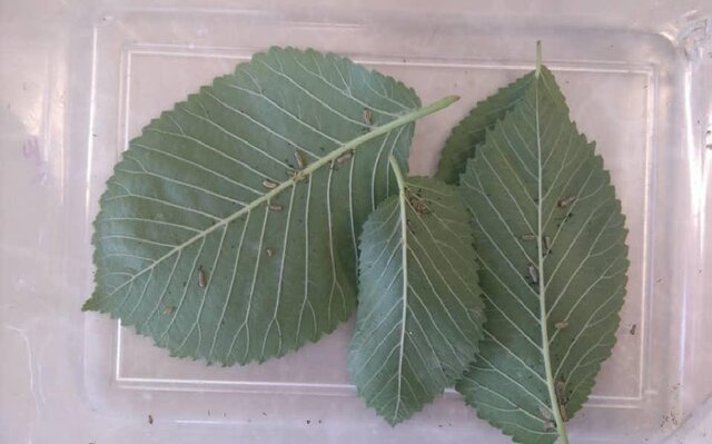 تولید سموم دفع آفات کشاورزی از یک باکتری خاکزی