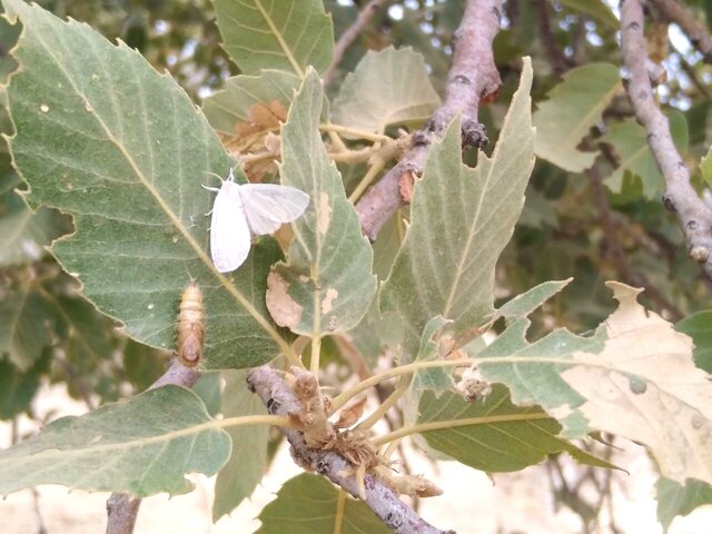 کاتِرپیلارِ برگخوار