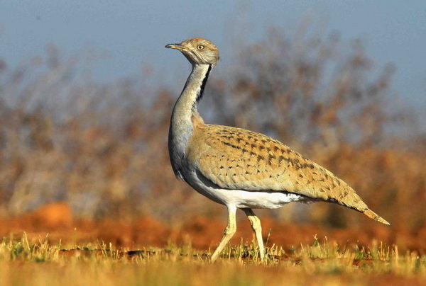 خطر انقراض همچنان نماد حیات وحش استان یزد را تهدید میکند