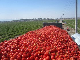 ضرورت ایجاد مرز هوایی در دزفول برای صادرات محصولات کشاورزی 