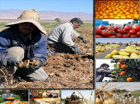 تولید 5 میلیون تن محصولات کشاورزی در سیستان و بلوچستان