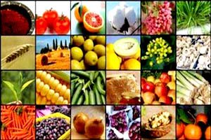 مثبت بودن افزایش نرخ ارز برای کشاورزی/ تغییر تعرفههای واردات  مثبت بودن افزایش نرخ ارز برای کشاورزی/ تغییر تعرفههای واردات