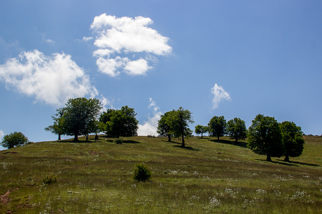سهم هر ایرانی از جنگلها چه قدر است؟