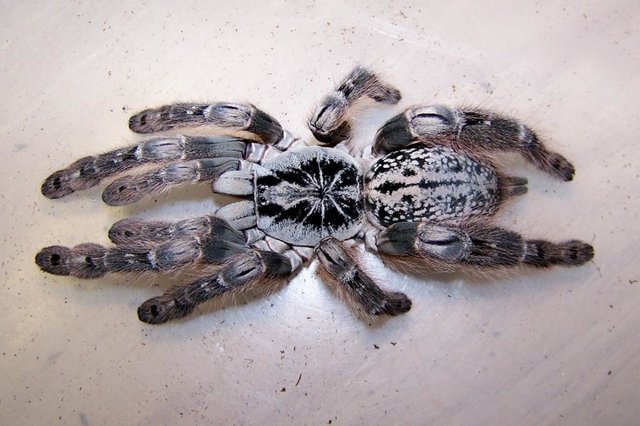 تسکین علائم سندرم روده تحریکپذیر با زهر رتیل تسکین علائم سندرم روده تحریکپذیر با زهر رتیل