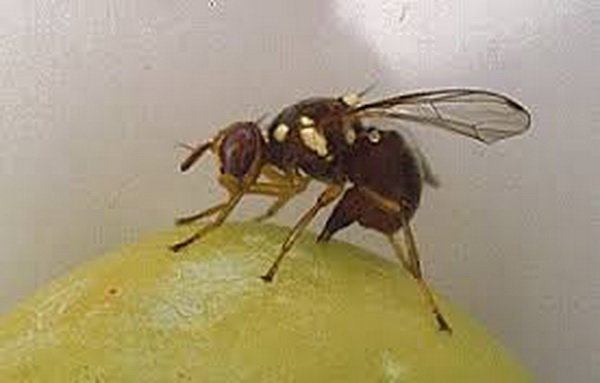 مبارزه با مگس زیتون در ۲۰۰۰ هکتار از باغات قزوین مبارزه با مگس زیتون در ۲۰۰۰ هکتار از باغات قزوین