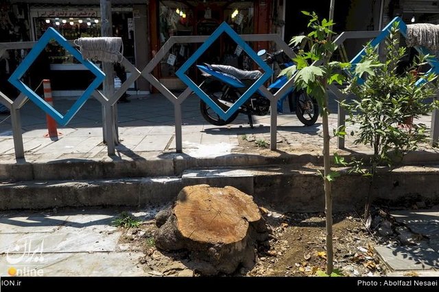 حقانی: درختان قطع شده ولیعصر زنده بودند! حقانی: درختان قطع شده ولیعصر زنده بودند!