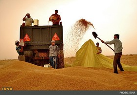 برداشت گندم در استان کرمانشاه آغاز شد