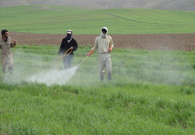 مبارزه با سن غلات در ۴۲۷۵ هکتار از اراضی گندم و جو همدان