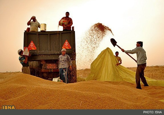 خرید تضمینی ۱۹۸ هزار تن گندم در استان کرمان