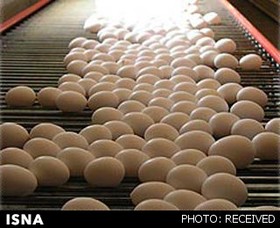 تولید کم، علت گرانی تخم مرغ در ارومیه