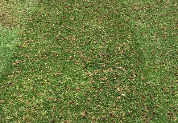 عکس تزئینی است چمنهای ورزشی شهرهای خراسان رضوی مصنوعی میشود