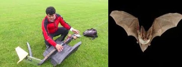 طراحی پهپاد با الهام از بال خفاش طراحی پهپاد با الهام از بال خفاش