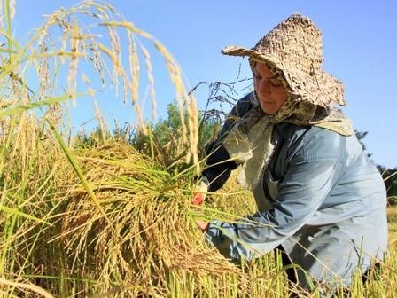 دولت به کشاورزان در تامین هزینه‌های زندگی کمک کند