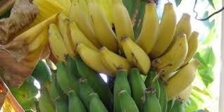 پایتخت "موز" تخریب شد پایتخت "موز" تخریب شد