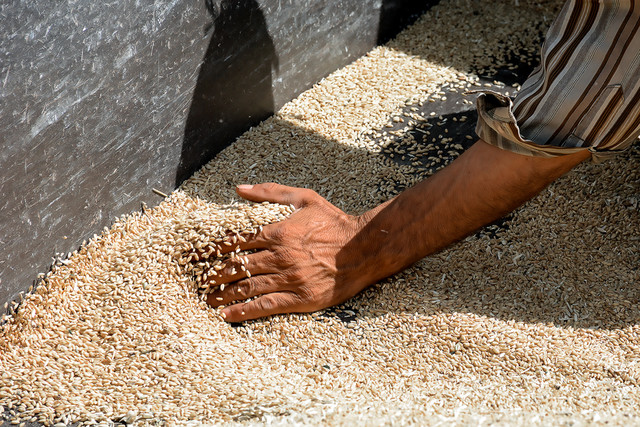 عکس تزئینی است کشف انبار دپوی ۵۰ تن گندم دولتی غیرمجاز در شرق تهران