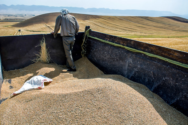 توزیع «جو» رایگان بین دامداران مناطق زلزله زده استان کرمانشاه از ۲۸ آبان برداشت گندم در روستای بابا کرم خان ماهیدشت