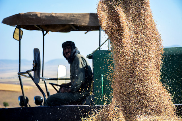 گندم صادراتی کیلویی ۸۰۰ تومان! گندم صادراتی کیلویی ۸۰۰ تومان!