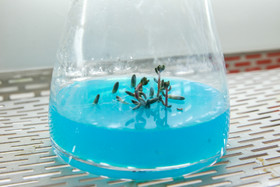 پژوهشکده گیاهان دارویی جهاد دانشگاهی 