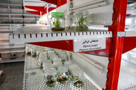 پژوهشکده گیاهان دارویی جهاد دانشگاهی 