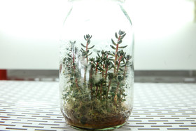 پژوهشکده گیاهان دارویی جهاد دانشگاهی 