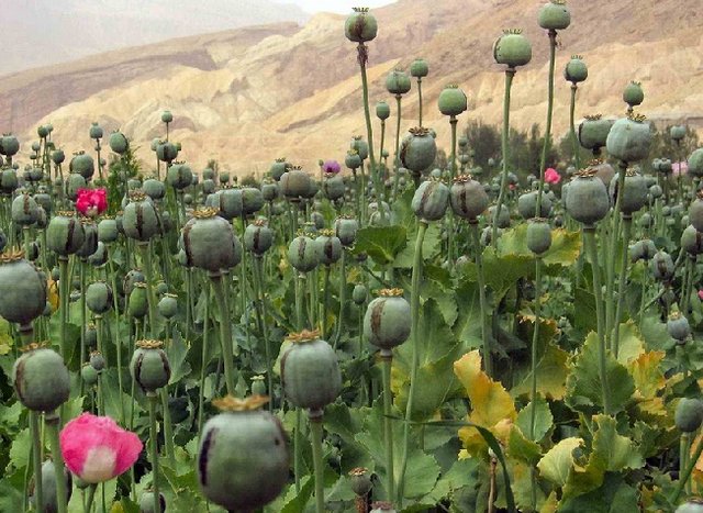 "کاهش بی‌سابقه" کشت مواد مخدر در افغانستان