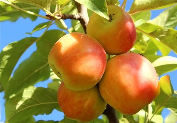 برای صادرات محصولات باغی باید بیشتر تلاش میکردیم
