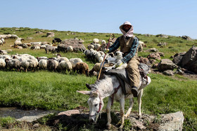 افزایش 548 تنی تولید گوشت قرمز عشایر سمنان با تسهیلات ارزان دولتی