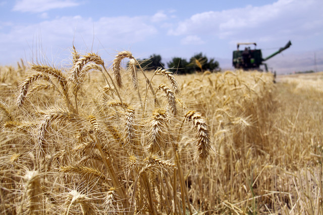 86 درصد مطالبات گندمکاران استان پرداخت شده است/ خشکسالی  کاهش 35 درصدی تولید و خرید گندم را رقم زد