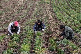 روی آوردن کشاورزان اسدآبادی به کشت چغندرقند