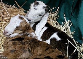 بازدید تعدادی از متخصصان ژنتیک دنیا از حیوانات ترانس‌ژن پژوهشگاه رویان